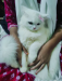 Traditional Persian cat female